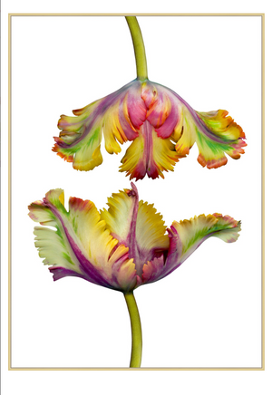 Parrot Tulips Art - Revibe Designs